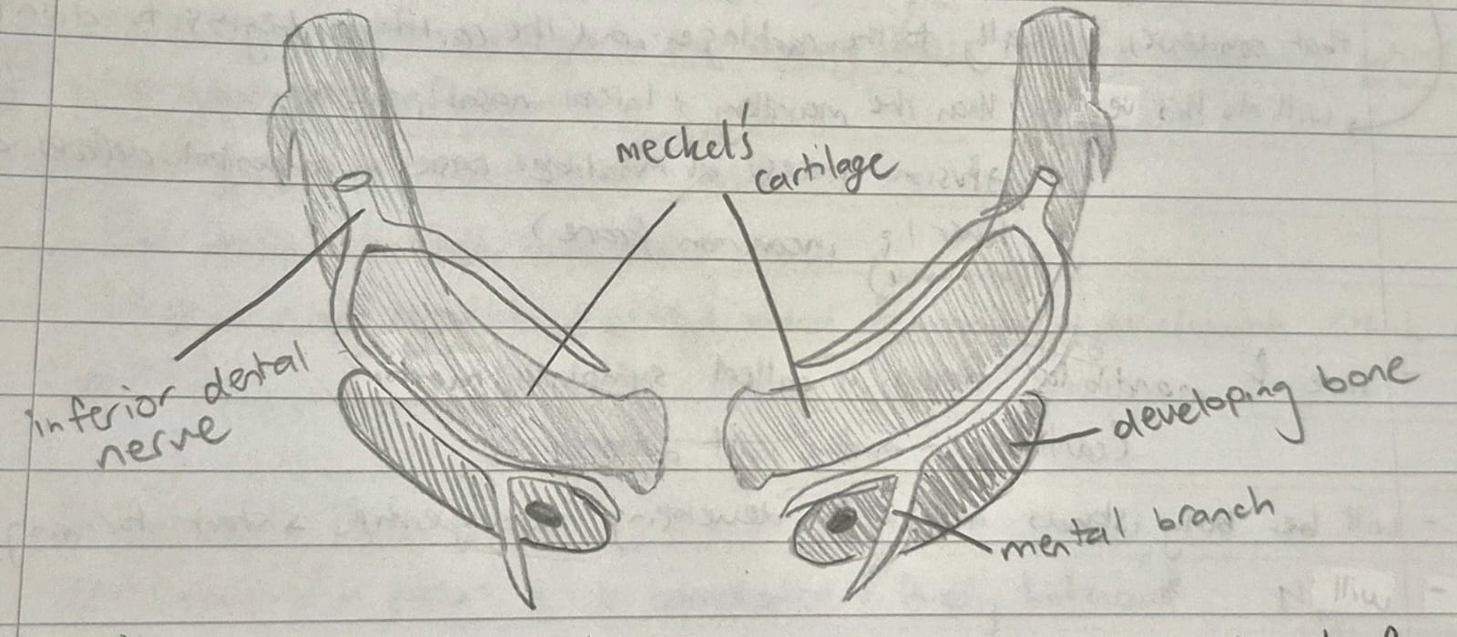 <ul><li><p>under influence of NCC’s, the 2 mandibular processes fuse in the midline to form a mandibular arch</p></li><li><p>line of fusion is called symphisis menti</p></li><li><p>the bone of the mandible begins to form in the mesenchymal tissue that condenses laterally to the cartilage</p></li><li><p>the cartilage (Meckel’s) begins to disappear</p></li><li><p>there will be bony islands around the developing tooth germs (start forming the crypts)</p></li></ul><p></p>