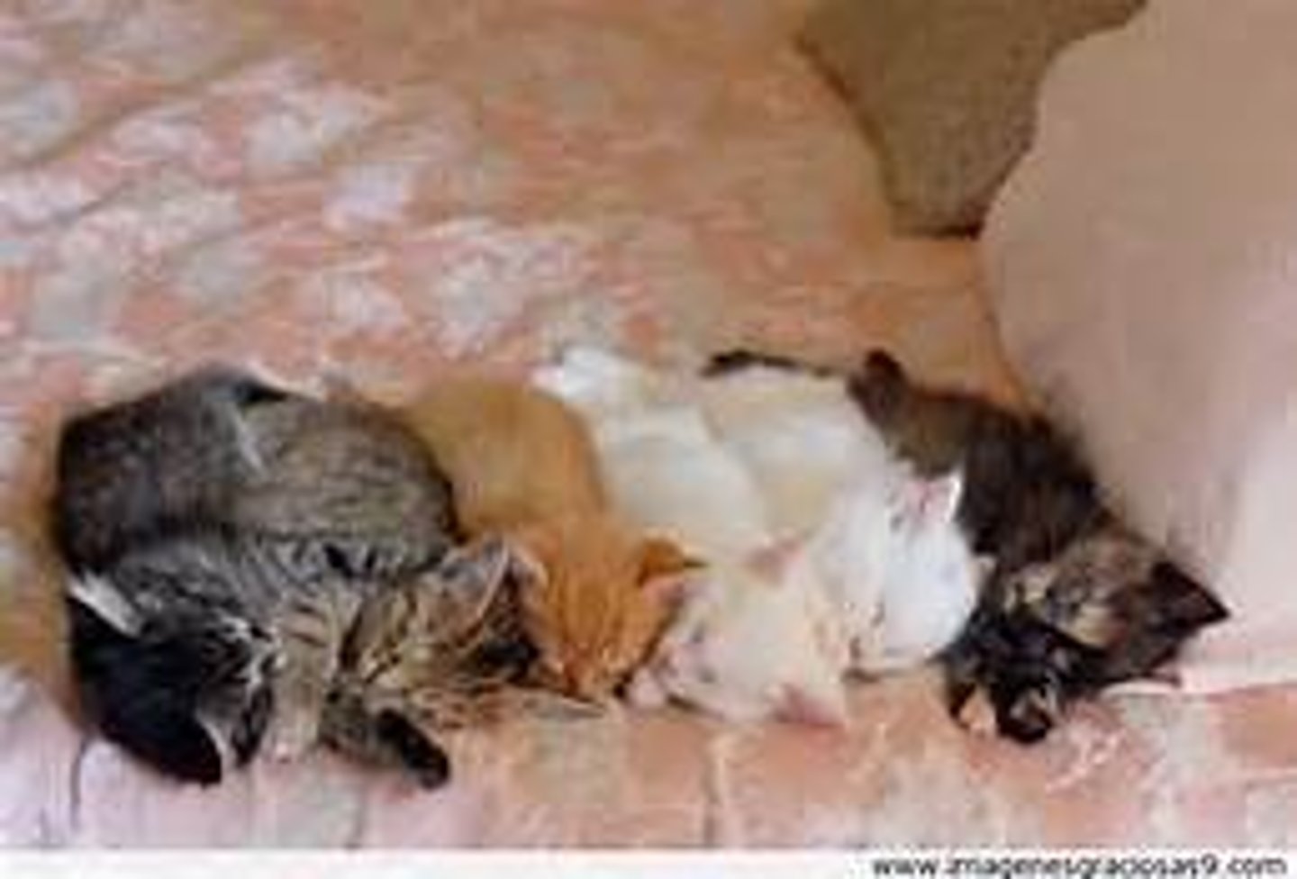 <p>they sleep</p>
