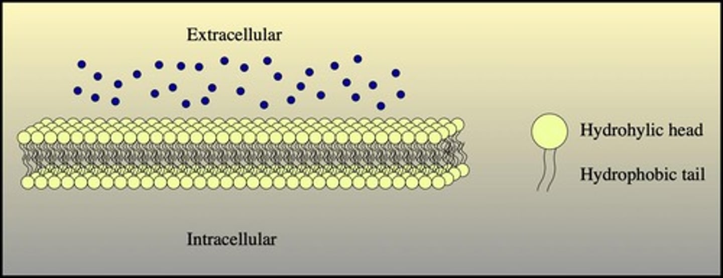 <p>The lipid bilayer is made up of phospholipids.</p>