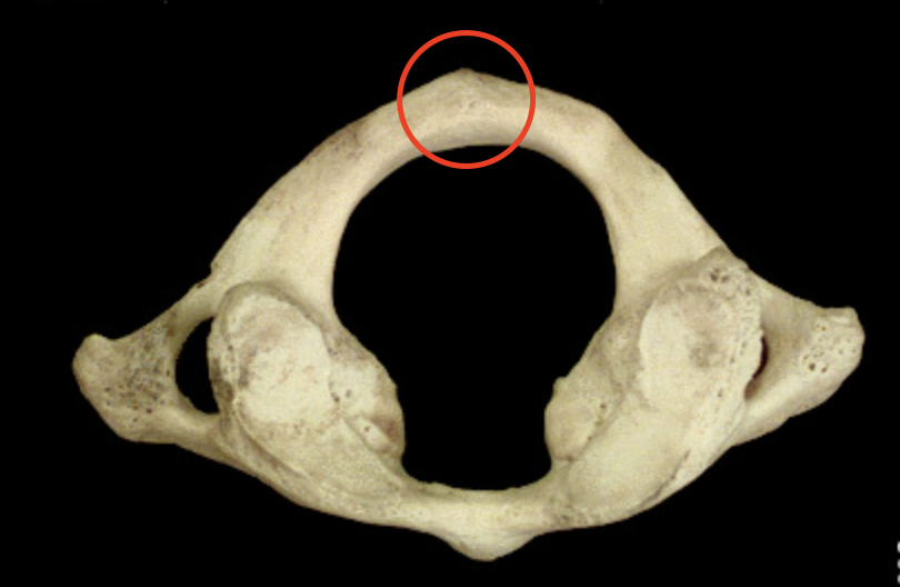 <p>What its this structure?</p>