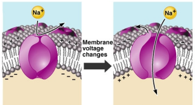 <p><u>open in response to changes in the cell’s membrane potential</u></p><ul><li><p>Amount of voltage (potential) to open the channel depends on the channel type</p></li></ul><ul><li><p>Voltage gated Na<sup>+</sup> + K<sup>+</sup> channels are important in the initiation and the conduction of electrical signals along the axon</p></li></ul><p></p>