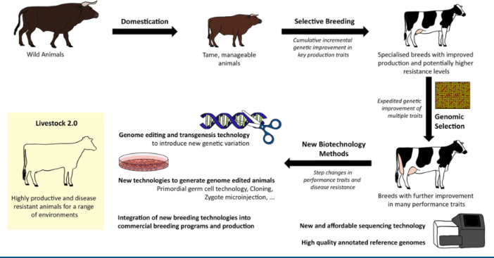 <p>how do we use stem cells in livestock?</p>