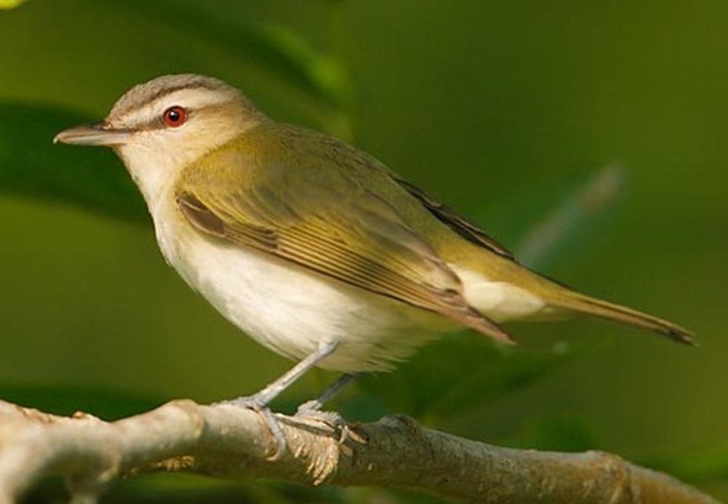 <p>Passeriformes</p><p>Green back, gray crown with distinct dark border, white breast, eyeline, red eyes</p>