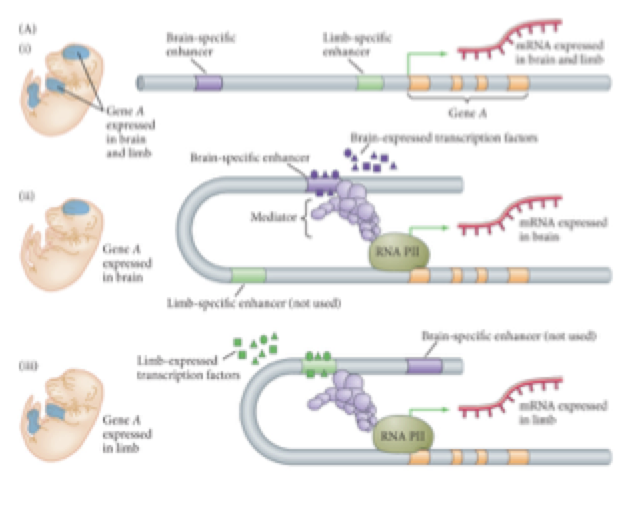 <p><strong>how do enhancers and silencers modulate gene transcription?</strong></p>