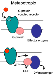 <p>Metabotropic Receptors</p>