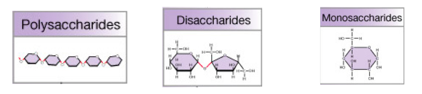 <p>type of MACROnutrient that is the main source of the energy for the human body, provide (quick energy) materials to build cells, </p>