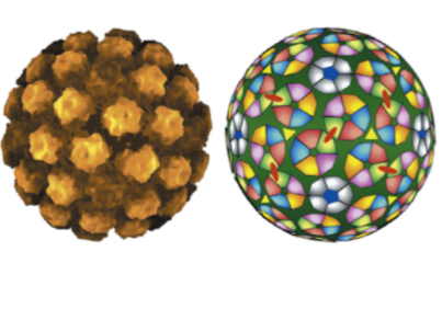 <ul><li><p>non enveloped</p></li><li><p>Spherical</p></li><li><p>Composed of 72 six sided capsomeres arranged in 5 sided arrays</p><p></p></li></ul><p></p>
