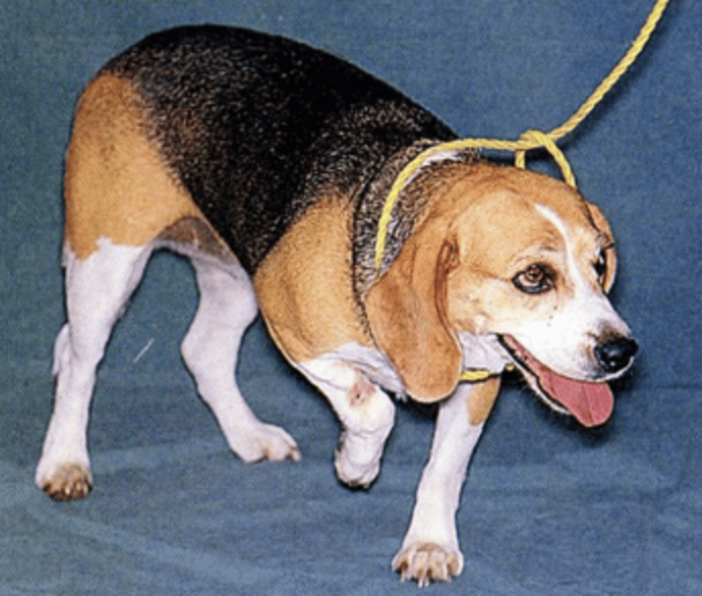 <p>What are signs associated with C1-C5 myelopathies?</p>