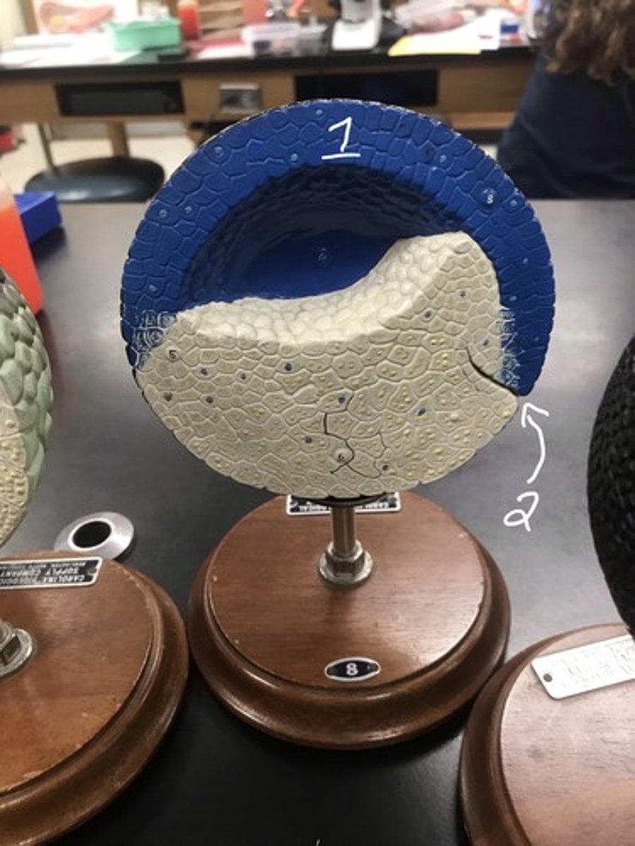 <p>For the following model, give the following:</p><p>1) stage of embryonic development</p><p>2) structures in numerical order</p>