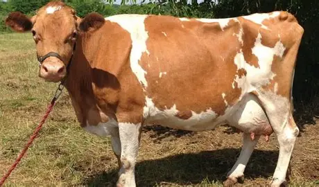 <ul><li><p>Origin: Island of Guernsey</p></li><li><p>Color: fawn with white markings</p></li><li><p>Size: moderate</p></li><li><p>Milk volume produced: 4th among dairy breeds (greater than 16,000 lbs per lactation)</p></li><li><p><span style="color: rgb(9, 8, 8);"><span>Milk Fat: 2nd among dairy breeds (&gt; 4.6%)</span></span></p></li></ul><p></p>