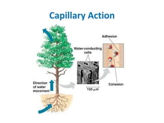 <p>Capillary Action</p>