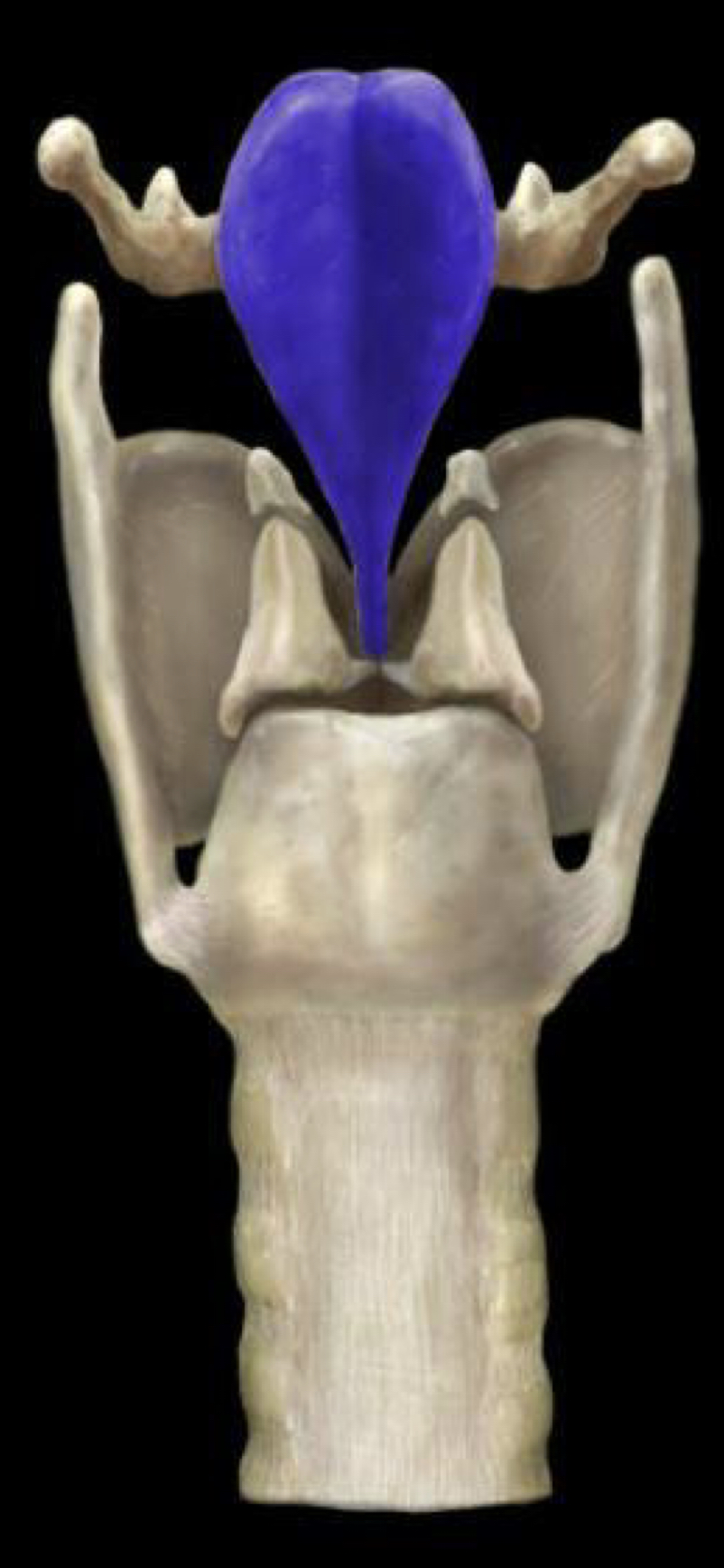 What structure is highlighted in blue?