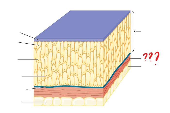 <p>comprised of collagenous and other connective tissue fibers and cells</p>