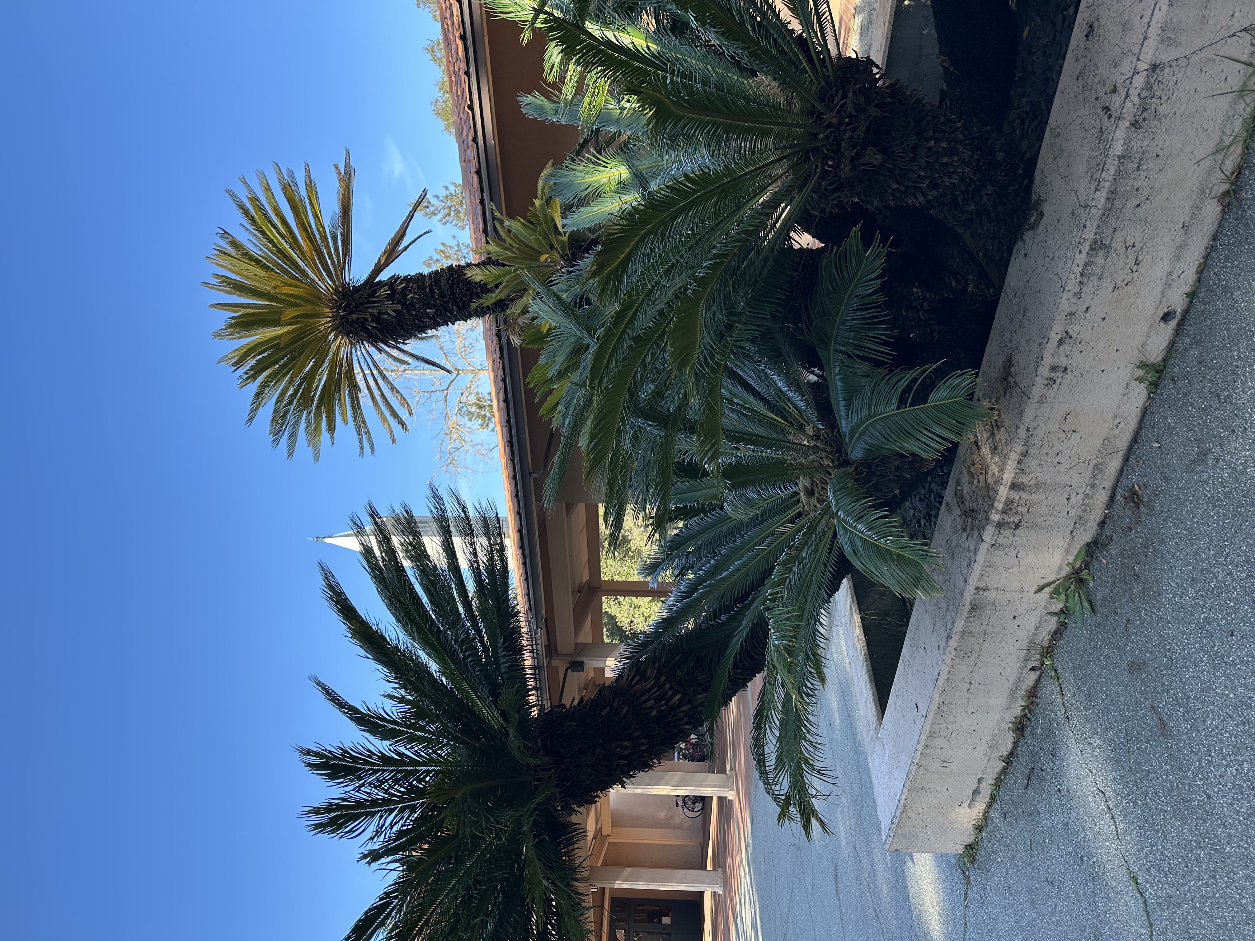 <p><em>Cycas revoluta,</em> sago palm, Cyadaceae</p>