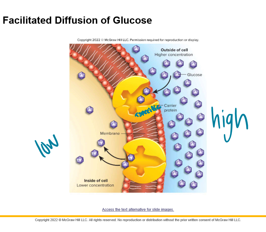 Facilitated Diffusion is powered by the \____ movement of molecules
Is ATP needed?

Net movement from \______ to \_____ concentration

Requires specific \_____________-\__________ proteins

Transport proteins may always exist in the plasma membrane or be \____________ when needed
