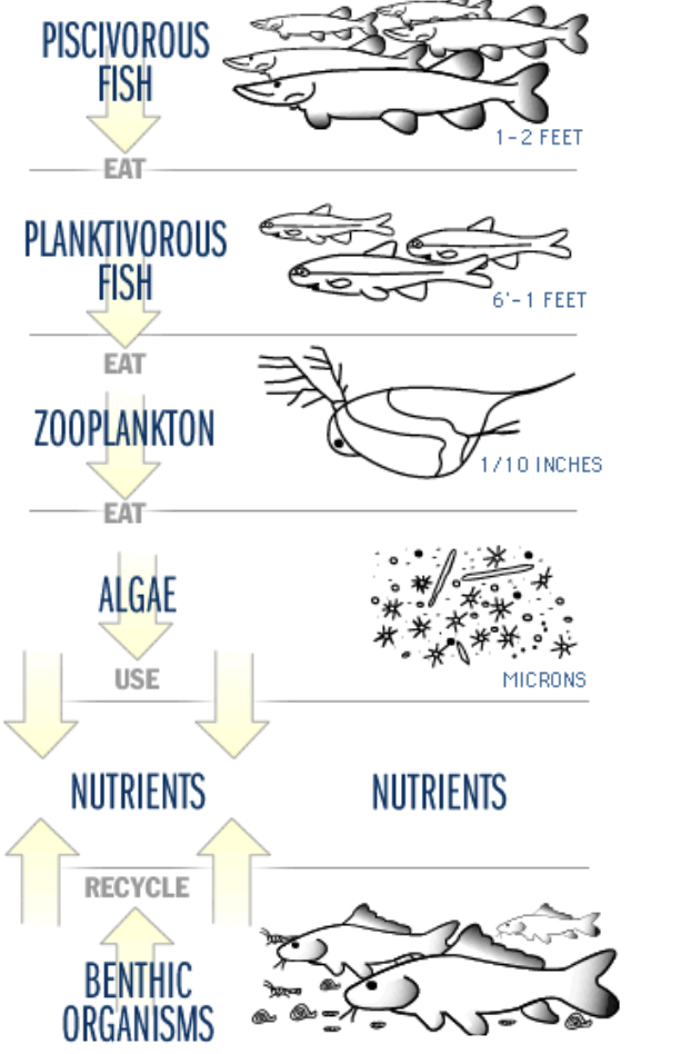 <p>elements flow from abiotic to biotic to abiotic </p><ul><li><p>element cycles are balanced (however recent technology and practices disrupt them&nbsp;</p></li><li><p>piscivorous fish eat planktivorous fish which eat zooplankton which eat algae which use nutrients from recycled benthic organisms&nbsp;</p></li></ul><p></p>