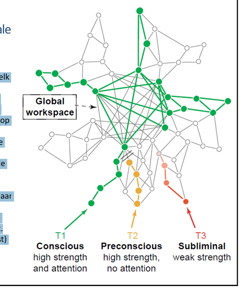 <p>• De hersenen bevatten tientallen lokale processoren (voorgesteld door cirkels), elk gespecialiseerd in één soort bewerking (e.g. visuele input, auditieve input etc.). </p><p>• Er is een specifiek communicatiesysteem, de "globale werkruimte", stelt hen in staat op flexibele wijze informatie te delen. </p><p></p><p>• Op elk willekeurig moment selecteert de werkruimte een subset van lokale processoren, maakt een samenhangende representatie van de informatie die zij coderen, houdt die voor een arbitraire duur in gedachten, en stuurt die terug naar vrijwel alle andere processoren. </p><p>• Telkens wanneer een stuk informatie de werkruimte betreedt, wordt het bewust. </p><p>• Heeft betrekking op parallelle (onbewust) versus seriële (bewust) verwerking.</p>