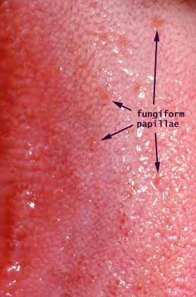 <p>fungiform papillae</p>