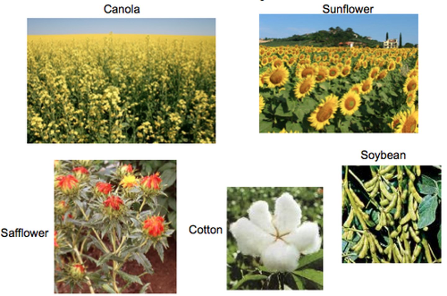 <p>the process of changing plants or animals ( through selective breeding) to make them more useful to humans</p>