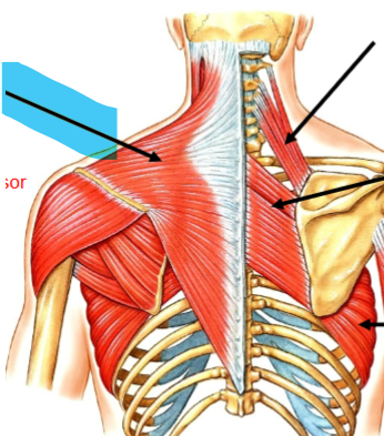 <p>Pectoral girdle muscle - elevator/depressor/retractor of the scapula (at scapular-thoracic joint). Convergent from spinous process’ C7-T12 → scapular spine and first third of the clavicle. CN XI. (Hypaxial)</p>