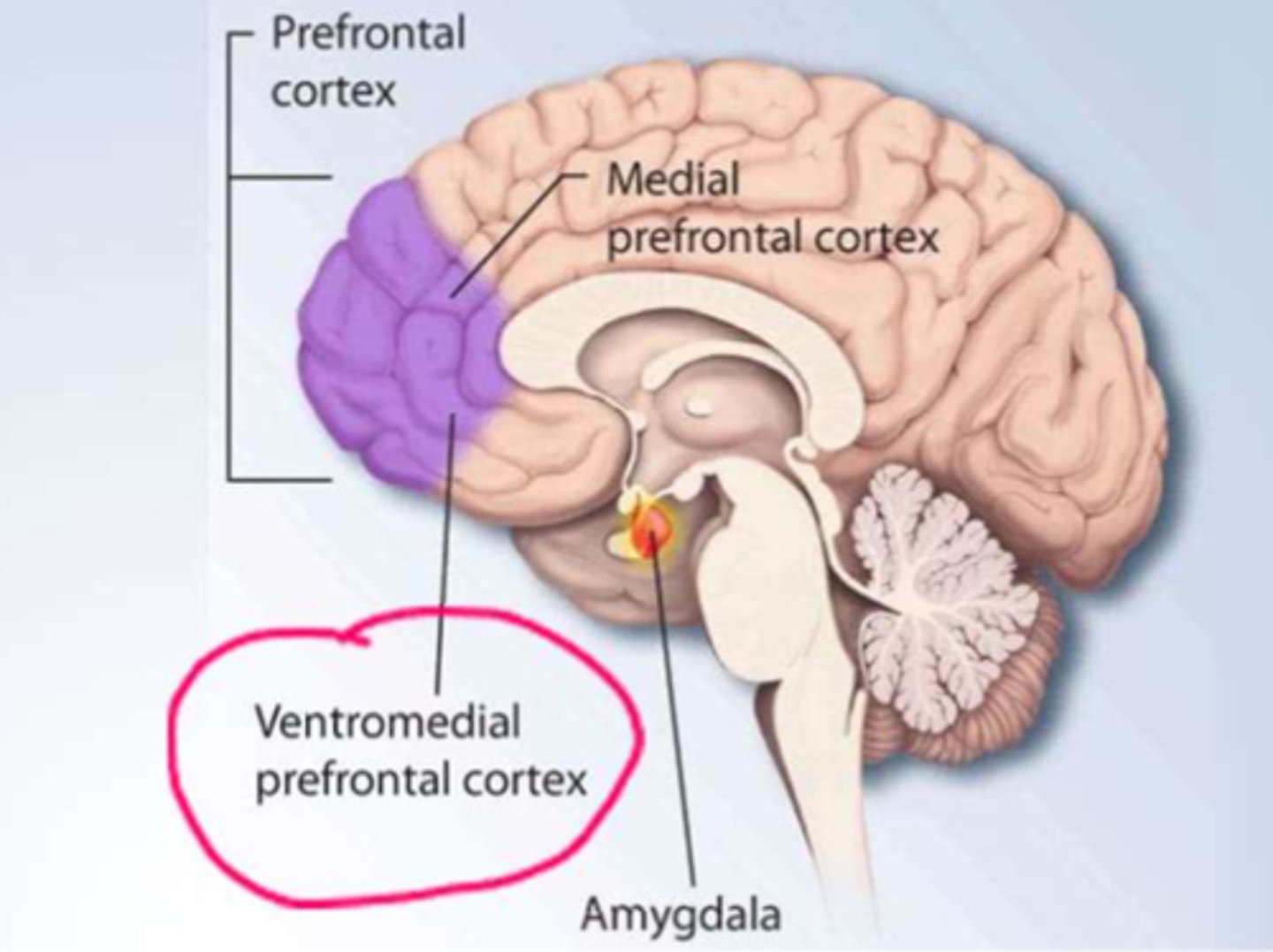 <p>- addictive substances increase Dopamine => stimulating the Reward pathway (and therefor addictive behaviour)</p><p>- 'addictive personalities' have: decreased activity in the ventromedial prefrontal cortex => leading to decreased impulse control (giving into the addiction over &amp; over)</p><p>*! addiction is a disease (must be aware of this, however we cannot deny tx d/t it.</p>
