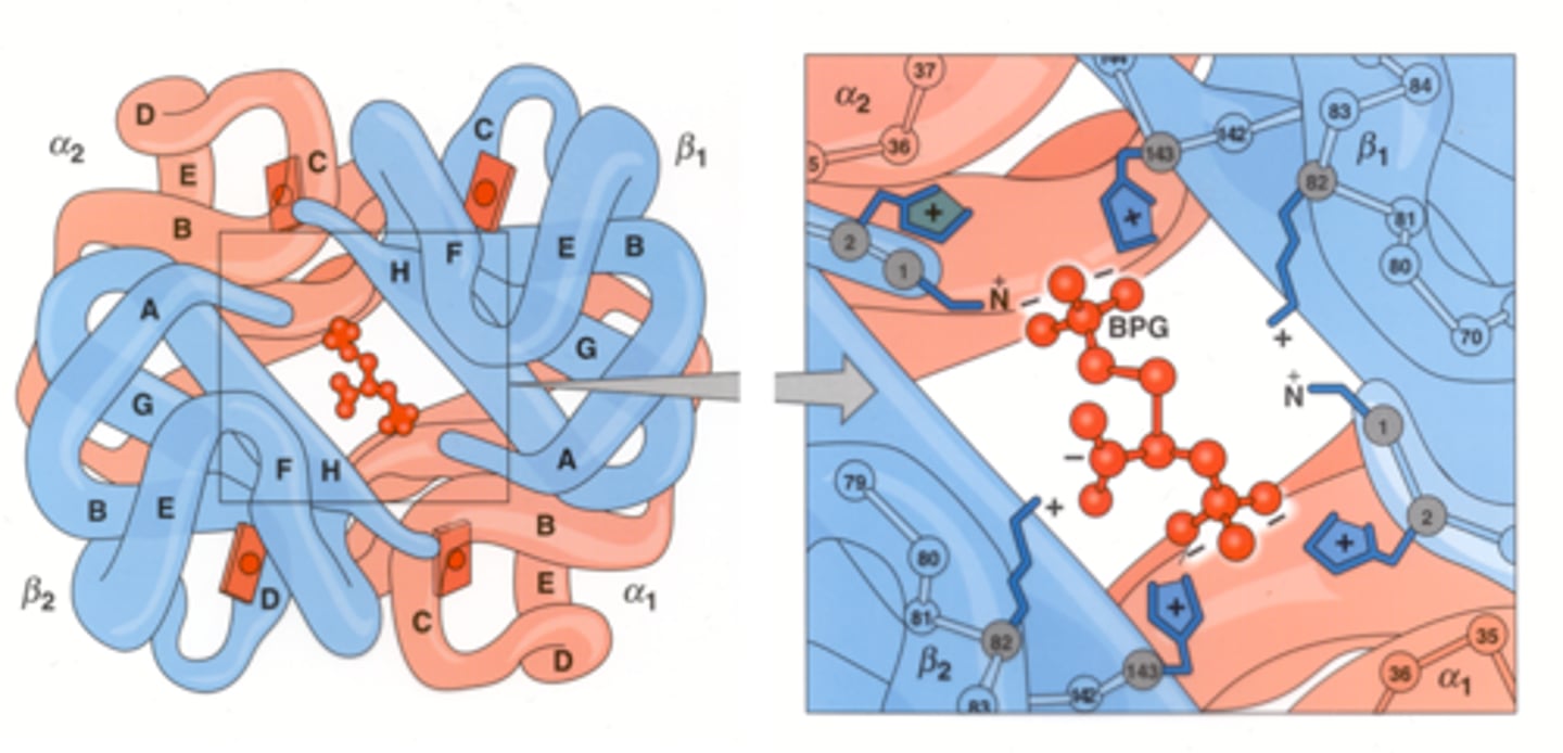 <p>In a pocket formed by the 2 β chains in the center of Hb; 2,3-BPG is very electronegative so it binds the positive charges of Deoxyhemoglobin, stabilizing it</p>