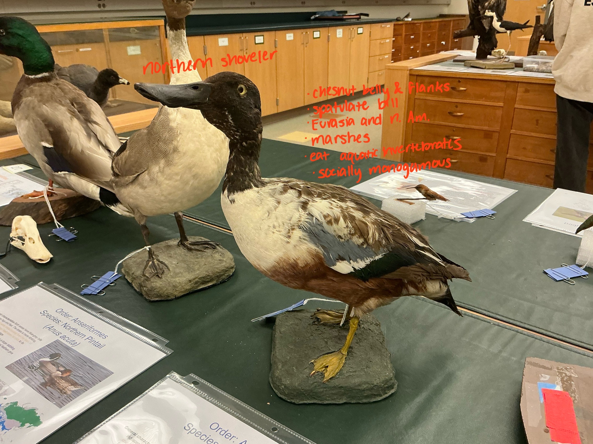 <p>Unique about Northern Shoveler? Habitat? Diet?</p>