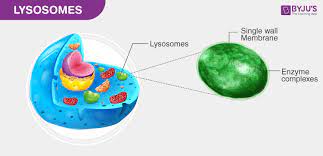 <p>A membrane-enclosed sac of hydrolytic enzymes found in the cytoplasm of animal cells and some proteins. </p>