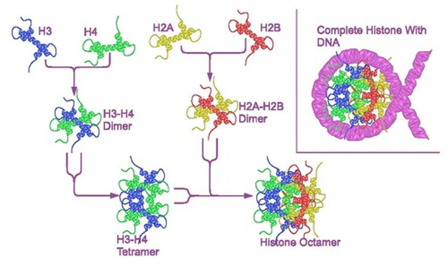 <p>The primary level of chromatin packaging, consisting of DNA wrapped around a histone octamer.</p>