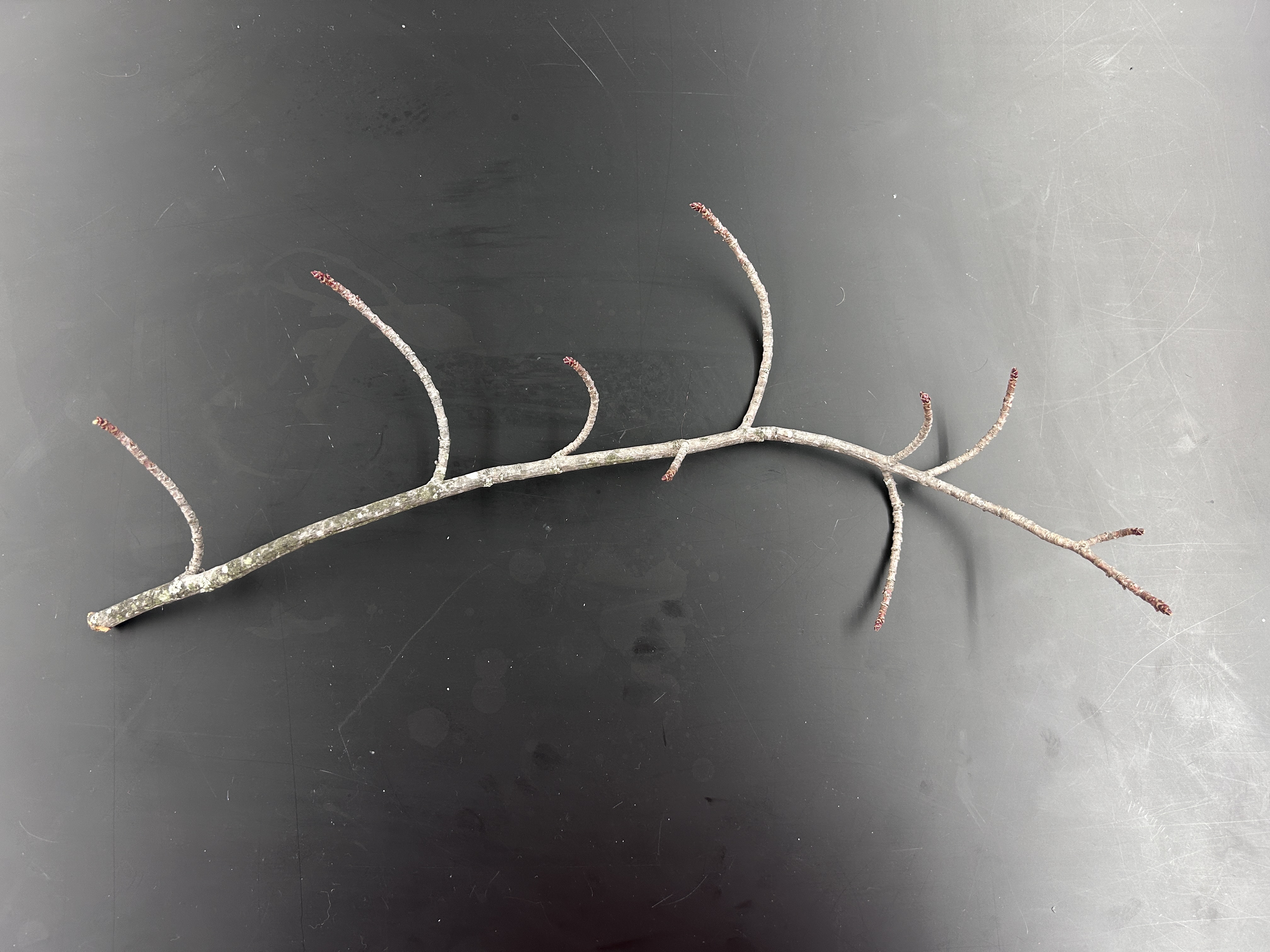 <p>What tree is this </p>