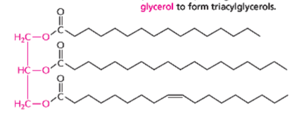 <p>three fatty acids attached to a glycerol (indicated in red) through ester linkages</p><p>serve as energy reserves (fats and oils)</p><p>can be all saturated, all unsaturated, or a mix of the two</p><p>note: glycerol usually has OHs instead of just Os; the Hs are removed during ester linkage to form H2Os with the 2 Os removed from each fatty acid</p>