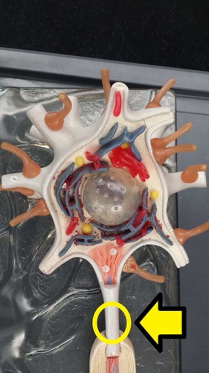 <p>The part of the axon closest to the axon hillock where the action potential begins.</p>