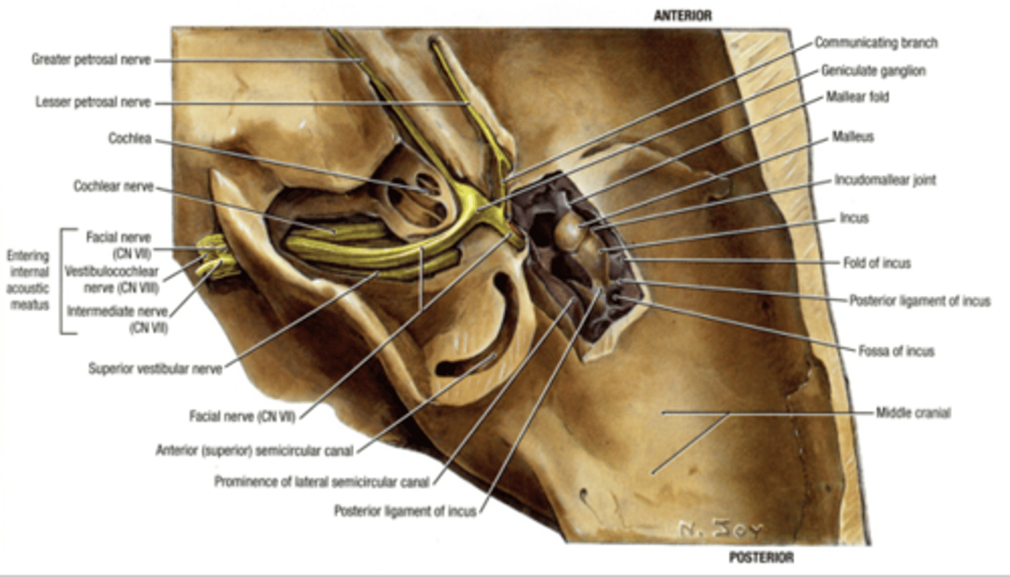 <p>Narrow air-filled chamber hanging out in petrous portion of temporal bone (really hard section of temporal bone)</p>