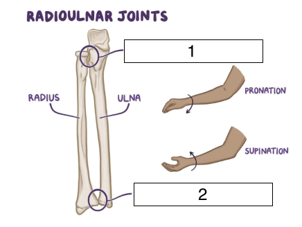 <p>what is the highlighted joint (number 2)?</p>