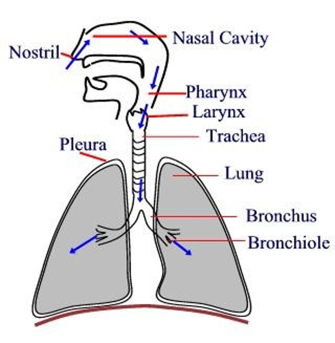 <p>Nasal cavity → trachea → bronchi → bronchioles → alveoli</p>