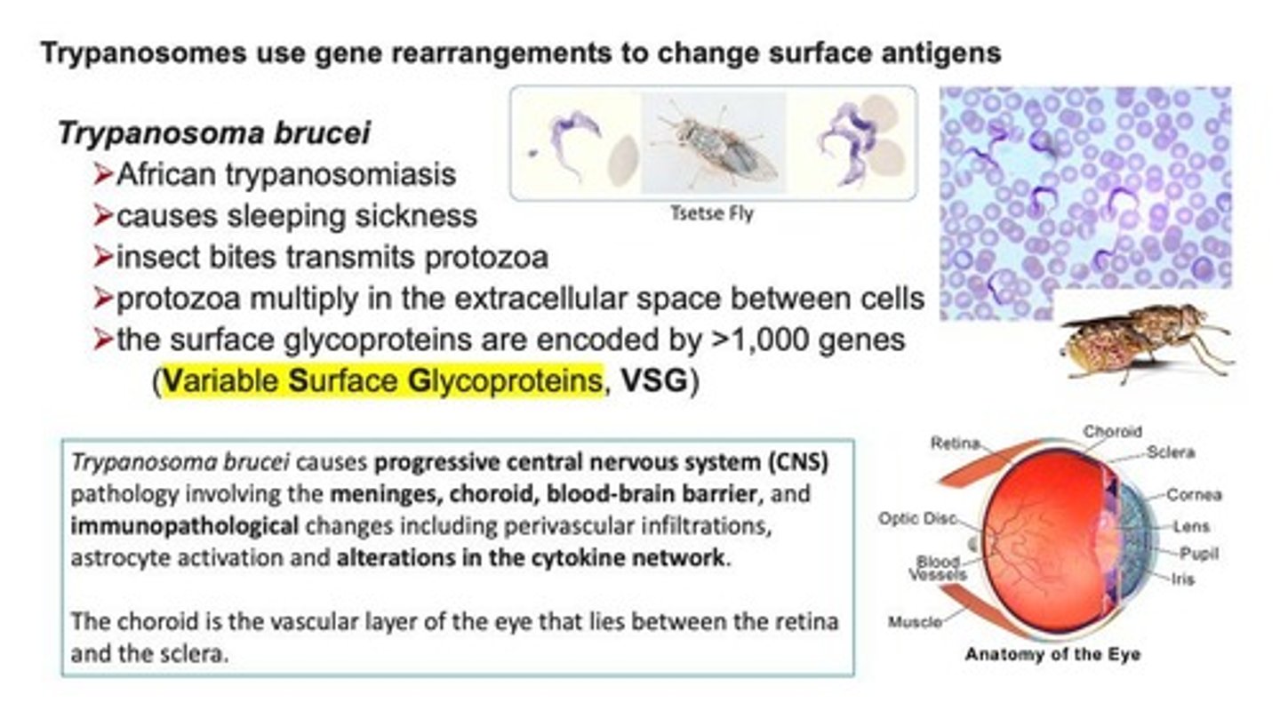 <p>A species of Trypanosome that causes African trypanosomiasis, leading to sleeping sickness.</p>
