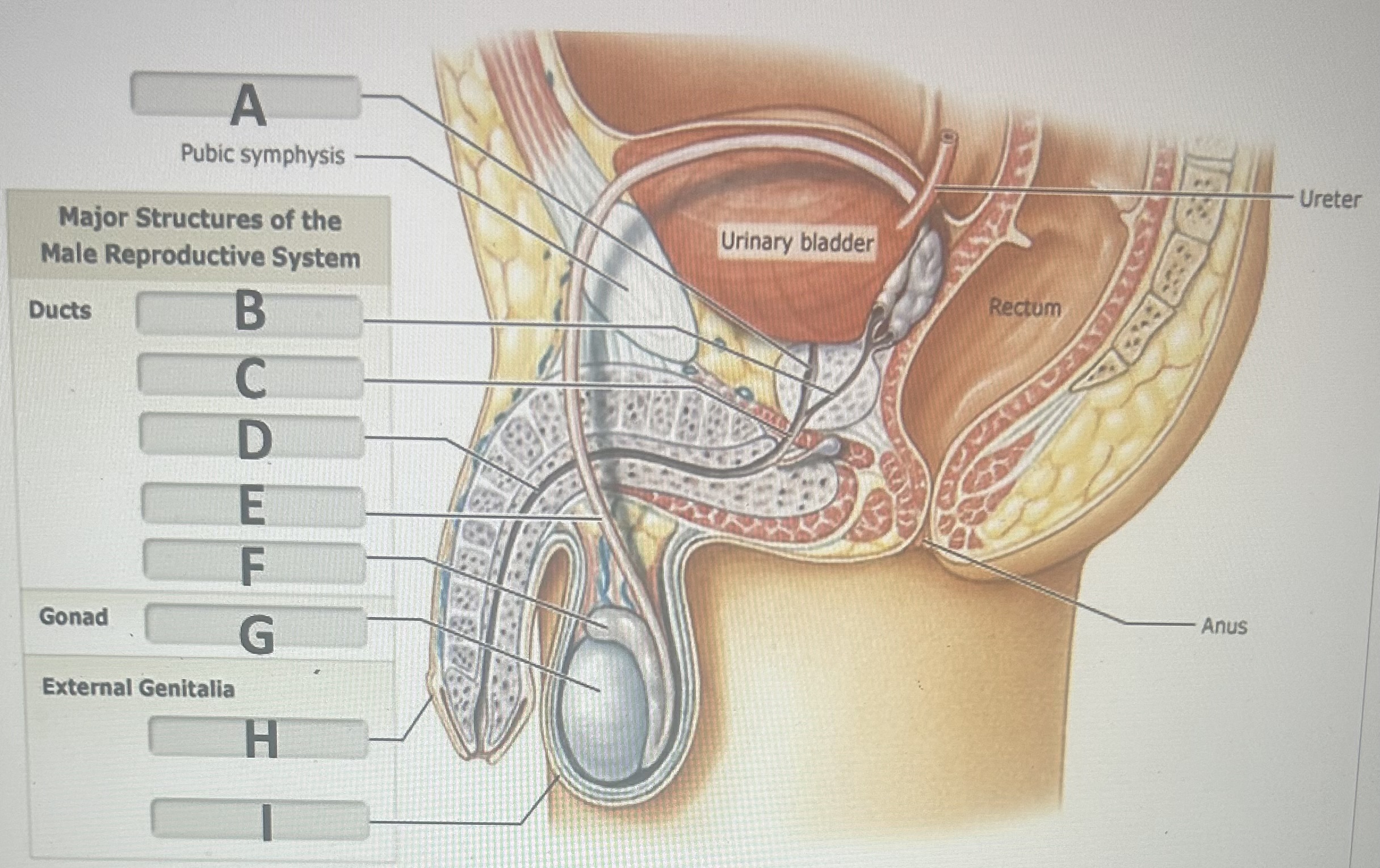 Identify the male reproductive structure labeled “D” 