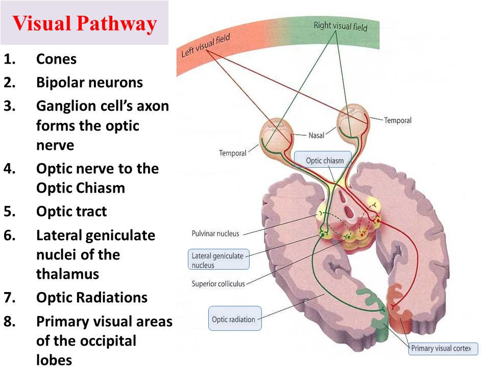 <p><strong><span style="font-family: Arial, sans-serif">Cornea → pupil → retina (rods/cones) → ganglion cells → optic nerve →visual cortex</span></strong></p>