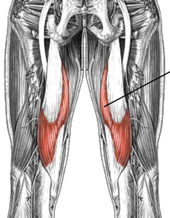 <p>Which muscle of leg/knee is:</p><ul><li><p>On posterior thigh</p></li><li><p>Medial and deep to semitendinosus</p></li><li><p>Action: flex knee, ext hip</p></li><li><p>Nerve: sciatic</p></li></ul><p></p>