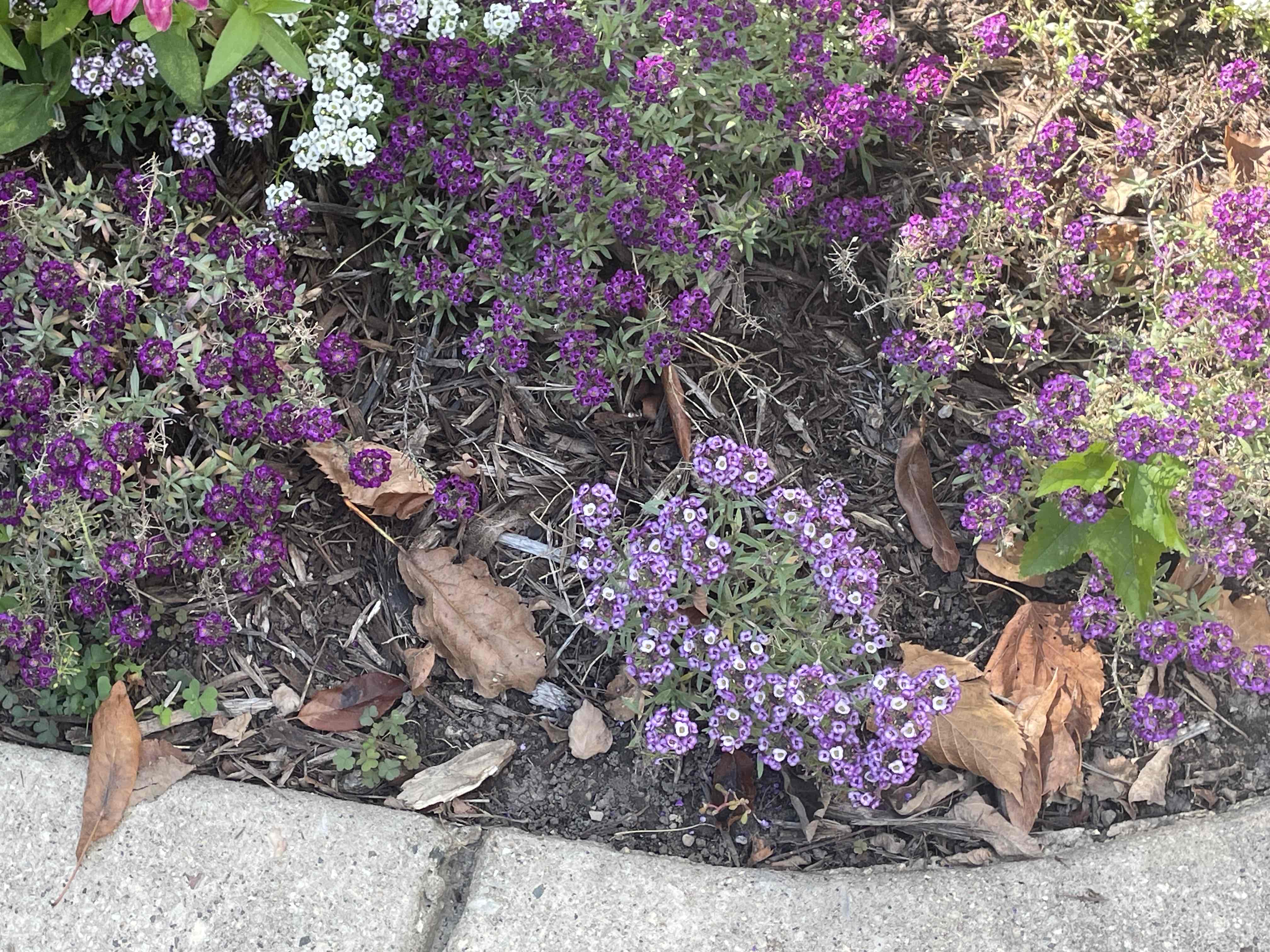 <p>Lobularia maritima</p>