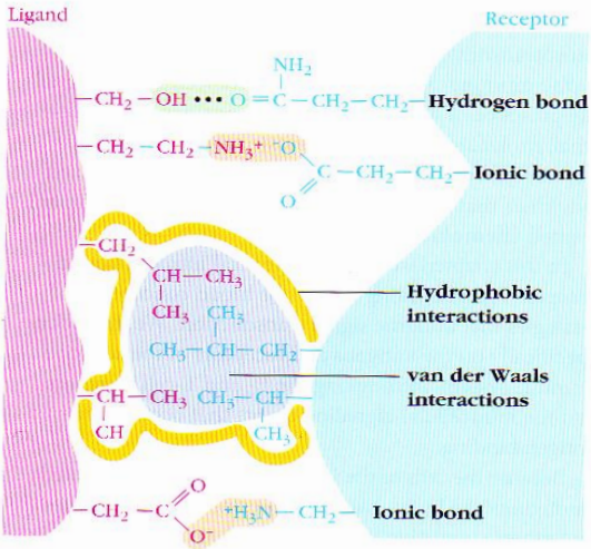 <p>Non-covalent bonds</p>
