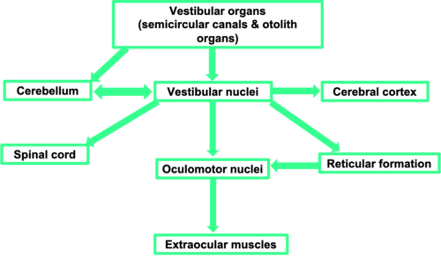 <p>The vestibular system needs a strong link to the ...?</p>