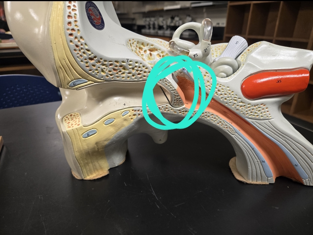 <p>Anatomy of the ear</p>