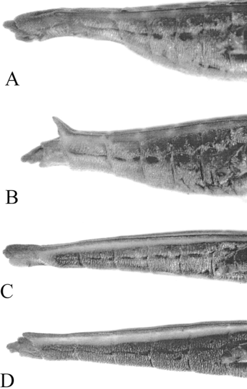 <p>What trait has evolved in female water striders to lessen unwanted advances?</p>