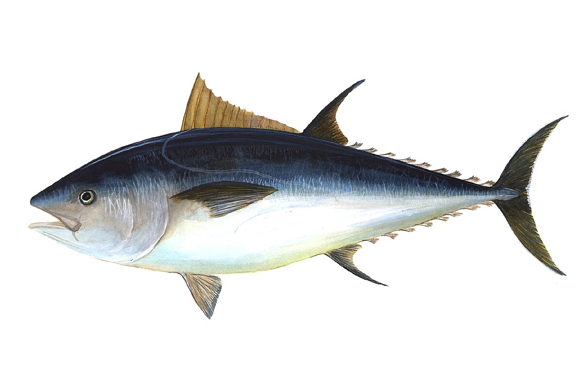 <p>Scombridae</p>