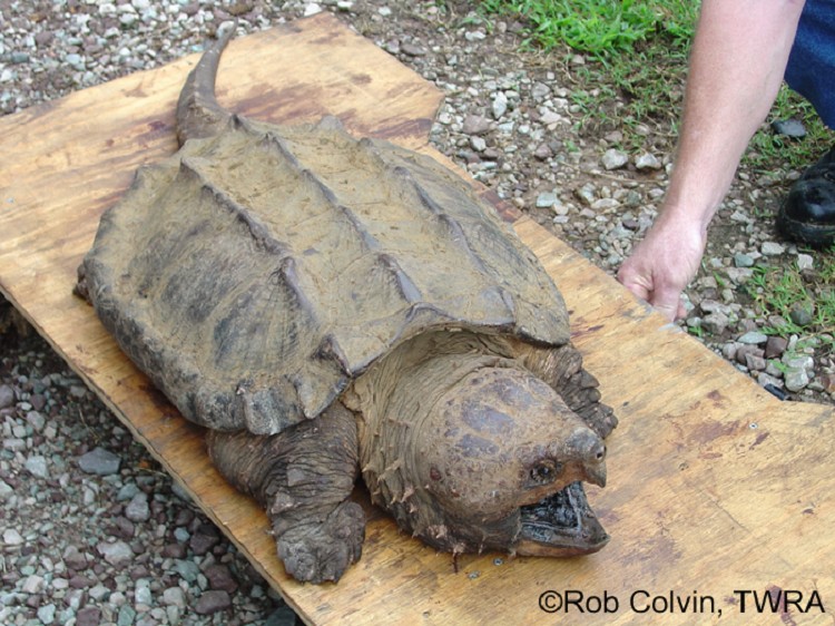 <p> A very large aquatic turtle (15.0 to 26.0 inches in length) with a long, hooked beak, 3 prominent jagged ridges on the carapace (upper shell), and an extra row of scutes (plates) on each side of the carapace.  Shell color ranges from brown to dark brown.   The plastron (lower shell) is small and cross-shaped.</p>