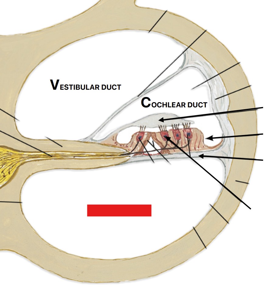 <p>Which part of the ear is:</p><ul><li><p>Lower side of cochlear duct</p></li></ul><p></p>