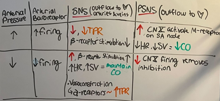 <ul><li><p>acts as a reflex arc</p></li><li><p>MAP (homeostasis) » baroreceptors (receptor to disturbances) » medullary cardiovascular center (control center)  » cardiac and smooth muscle (effector) return MAP to set point</p></li></ul><p></p>