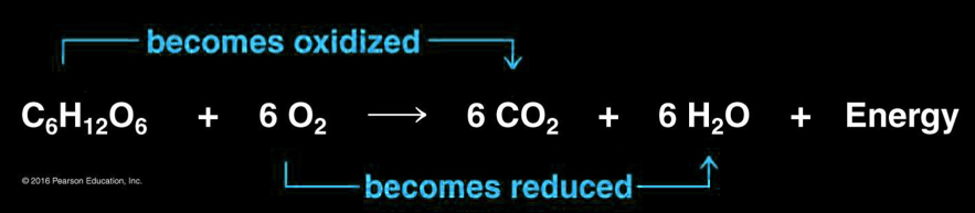 <ul><li><p>glucose (C6H12O6) is oxidized and oxygen is reduced</p><ul><li><p>Reducing agent always starts with hydrogen and loses it</p></li><li><p>Oxidizing agent doesn’t start with hydrogen but gains it</p></li></ul></li><li><p>electrons lose potential energy during the transfer</p></li><li><p>organic molecules are not consumed instantly due to their high activation energy</p></li></ul><p></p>