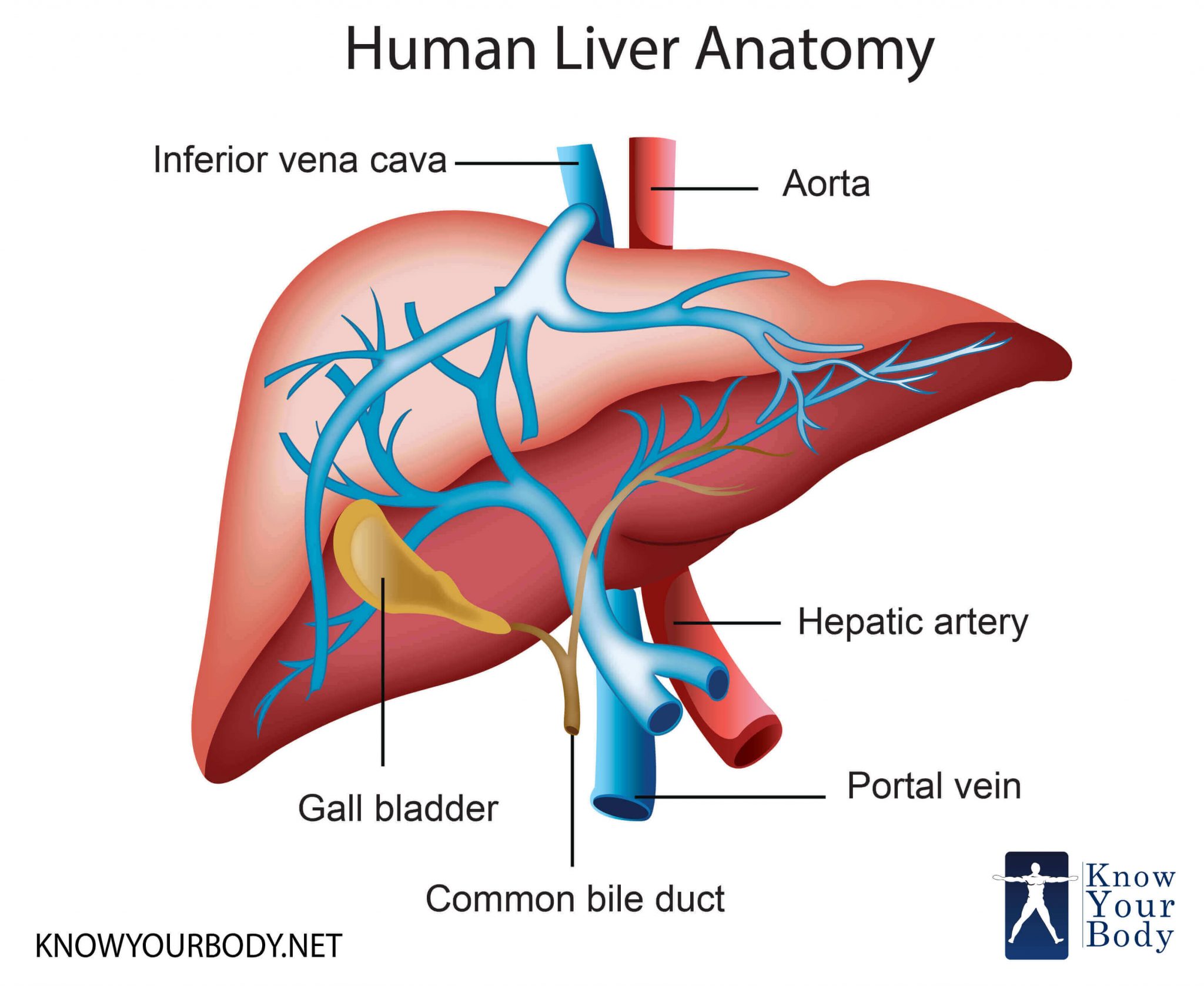 <p>liver</p>